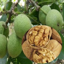 묘목/호두나무/실생 1년/ 4주 KJ170