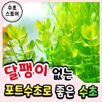 [수초스토어] 검역 워터 바코파 3촉 / 구피 새우 어항 수초 쉬운 예쁜 은신처 중경 후경 초보 풍성한 흑사 붉은 무이탄 치어 베타 열대어