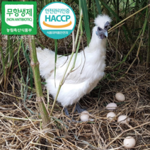 무항생제 산지직송 자연방사 백봉오골계 초란 40알, 10구, 4개