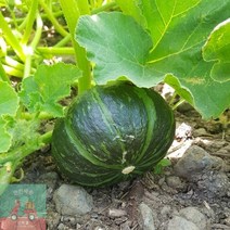 미니밤호박_5kg_제주도_밤호박_로얄과(250-340g)_단호박 49E3, 상세페이지 참조