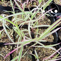 무지개사초 오색사초 4치포트 그라스 모종, 단품