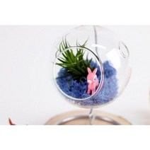 테라리움 DIY 틸란시아 스칸디아 모스 천연 가습기 공기정화 식물키우기, 틸란 블루 모스+ 유리볼