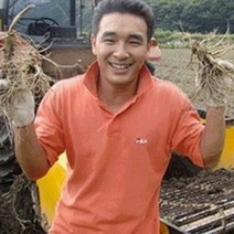 (햇삼/750g)다림용난발삼 세척인삼 쭉뻗은 원수삼 영업용삼계.가정용실속파삼특가/선물용행사/금산부부인삼.못난이난발삼추천, 1개, (세척)700~730g 작은난발삼