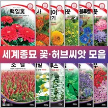 세계종묘 꽃 허브 씨앗 일년생 다년생 노지월동 야생화, 페퍼민트 300립