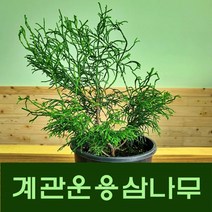 계관운용삼나무 신품종 21cm화분 - 조경 관상수 화분