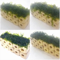 물미역프리미엄모스 초보음성수초키우기, 4번 9.5x3프리미엄모스활착 놀이터