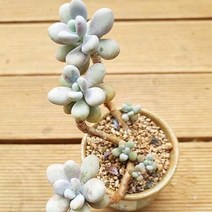 아메치스 3두 목대 키우기 쉬운 다육 랜덤발송 분별도3-100, 단품