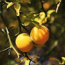 탱자나무/실생1년(15주묶음)묘목/c0755