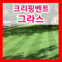 천연 잔디 씨앗 법면녹화보호 사방공사 산소효도 알팔파 씨 1Kg 모음, 5.벤트그라스씨 400g
