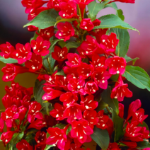 병꽃나무 묘목 (붉은병꽃 나무) / 키1미터 2주묶음 / 대기오염에 강한 빨간꽃 관상용으로 추천 FG102