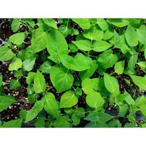 백하수오모종 10주/백수오모종/하수오모종, 1개