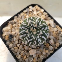 [메카다육]46-0502 슈퍼투구(실생 선인장)화분포함 다육식물