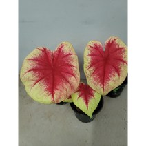칼라디움 레몬브러쉬