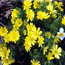 씨앗/복수초(설연화) : 5립 Q1251