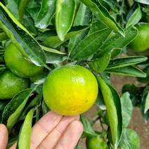 제주 극조생 귤 노지 서귀포 감귤 4.5kg 로열과S-M