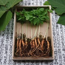초록사랑 참기운새싹삼 새싹인삼 1년근, 1개, (대) 30뿌리