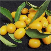 귤나무 귤 금귤나무(낑깡) [접목2년] kjot