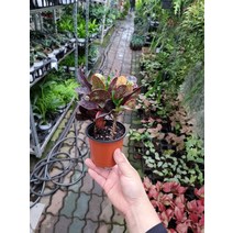 10~25cm 35 레드크로톤 소품