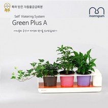 PGM*^몰맘스품 무동력 자동급수시스템 화분+화초 시리즈_L세트)무 물순환 쿠아리 플라스틱 컬러 미니 인테리어 그린 공기청정식 정화식 식물 식믈^^췤pgm, a^^옵션없슴