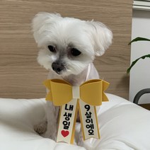 강아지 리본화환 선물포장 촬영소품 인간화환, 주황