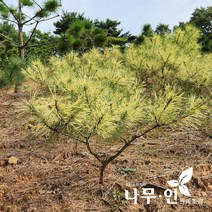 [나무인] 황금소나무(사피송) 분뜨기 키1미터, 1개