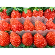 (프리미엄 특1급) 설향 딸기 제철과일 500g 1팩 / 1kg 2팩 / 2kg 4팩, 설향 1팩, 일반택배(로젠)