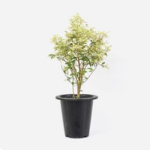사파리 벤자민 식물 모종 중대형(50-60cm) 마이플랜트, 사파리 벤자민 중대형, 플레인 M