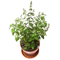 고양이풀 캣닢기르기 캣닙키우기 고양이풀떼기, 1개