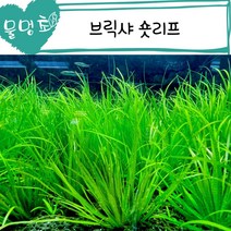 [물멍초] 키가 많이 안자라는 수초 브릭샤 숏리프 2뿌리