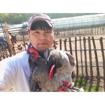 한국인의 밥상이 인정한 계룡산 청계닭(생닭) 초신선 [계룡유통]