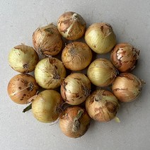국내산 햇 양파 최상품, 양파5kg(특/요리용), 1개