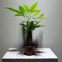 [나인에잇틴]파키라삼식이 소품 공기정화식물