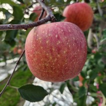 무주사과 무주반딧불이사과 부사사과 5kg 20/24 사과쥬스 덕유산 고랭지사과, 상세페이지 참조, 상세페이지 참조