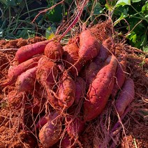 영암 햇고구마 꿀고구마 무농약 황토고구마 세척고구마 영암이구마 3kg 5kg 10kg 셀프파머스, 한입