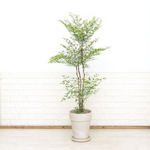 단풍이 예쁜 대형 남천나무 이태리토분세트 카페식물 신혼집화분 사계절식물, 3.중대형 남천 독일토분 크림화이트26cm