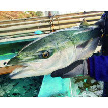 자연산 제철 활방어 회 필렛 1kg, 1세트