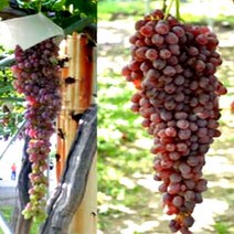 묘목/포도나무-홍삼척 /접목1년 B114