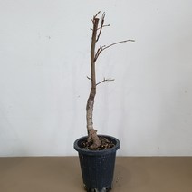 자두나무 피자두 묘묙 자가수정 접목 1년 화분채배송