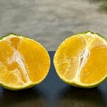 국내산 농장직송 제주 황금향 중과 1.5kg 5-8과