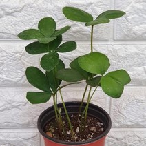 멕시코소철 5