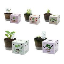 포픽 강낭콩 가지 고추 당근 옥수수 모종 키우기, 팜팜농장_가지 모종키우기