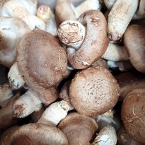 생 표고버섯 (정품) 1kg 2kg 3kg 4kg 상품, 생표고버섯 2kg