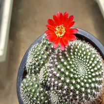 행복한꽃순이 레드파인선인장(접목)