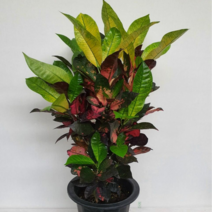 [다은꽃농원]크로톤 키우기 아이스톤 화려한 컬러 실내공기정화식물 인테리어, 1개