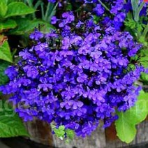 시즌플라워 //[초화류]로벨리아-미드나잇블루