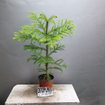 아라우카리아 중품 겨울식물 공룡꽃식물원 40, 1개