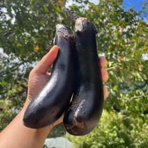 국내산 여주 못난이가지, 1kg, 1개
