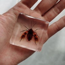 피규어사이트 소형 동물 장식품 실제 곤충 수지 표본 나비 해양 생물학 교육인지 도구 홈 인테리어 액세서, 23 023