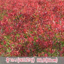 충주원예조경 / 홍가시(레드로빈) / H0.8(80cm), 주