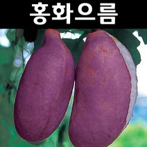 홍화으름/대과종 나무 묘목 포트 5개/유실수/과수